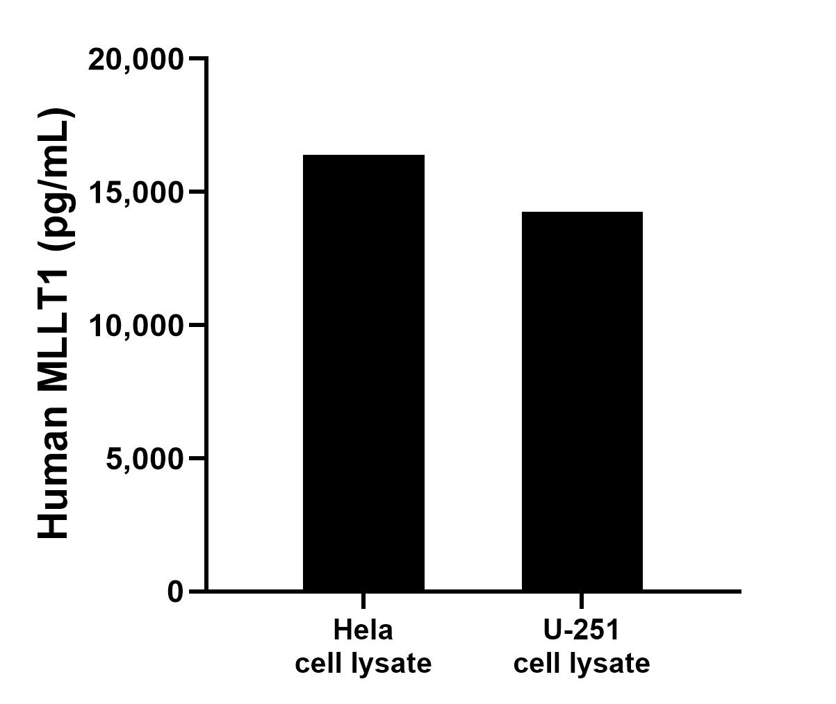 Hela and U-251 cell lysates were measured. The human MLLT1 concentration of detected samples was determined to be 16384.9 pg/mL (based on a 6.4 mg/mL extract load) in Hela cell lysate and 14242.8 pg/mL (based on a 6.4 mg/mL extract load) in U-251 cell lysate.